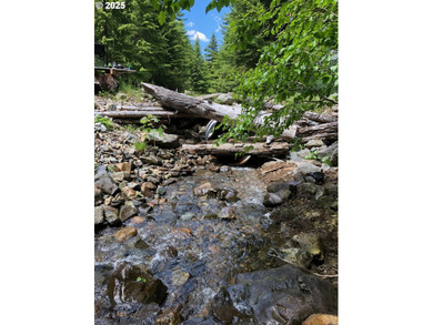 Discover an exceptional 33-acre timber and recreational - photo 21