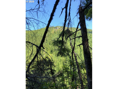 Discover an exceptional 33-acre timber and recreational - photo 25