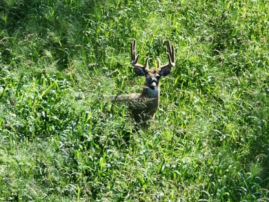 Pine River Acreage For Sale in Richland Center Wisconsin