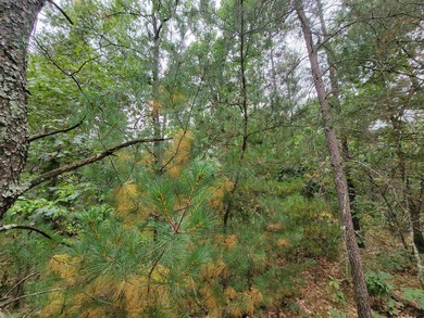 Two beautifully wooded lots located near Castle Rock Lake - photo 6
