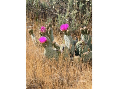 This is the rare land opportunity you've been waiting for! Five - photo 5