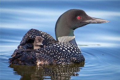 East Leaf Lake Acreage For Sale in Leaf Lake Twp Minnesota