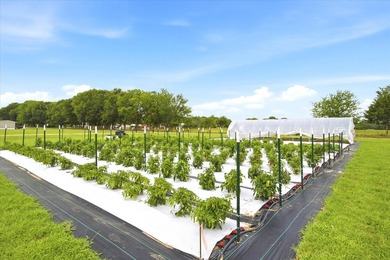 Turnkey farm and homestead with all the hard work already done - photo 4