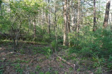 ENGLISH CREEK FRONTAGE - photo 8