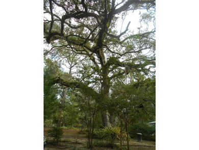 Discover the beauty of Salt Springs! Nestled in the heart of the - photo 34