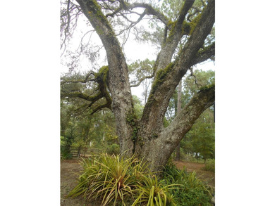 Discover the beauty of Salt Springs! Nestled in the heart of the - photo 36