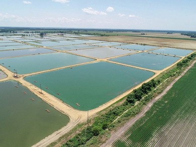 Welcome to Beasley Bayou Fish Farm in Isola. This 376-acre - photo 12
