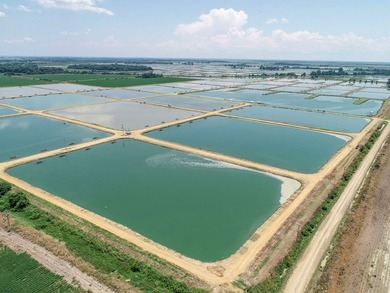 Welcome to Beasley Bayou Fish Farm in Isola. This 376-acre - photo 16