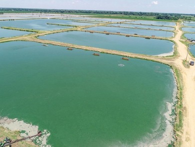 Welcome to Beasley Bayou Fish Farm in Isola. This 376-acre - photo 26