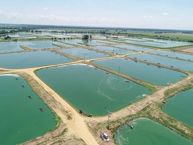 Welcome to Beasley Bayou Fish Farm in Isola. This 376-acre - photo 29