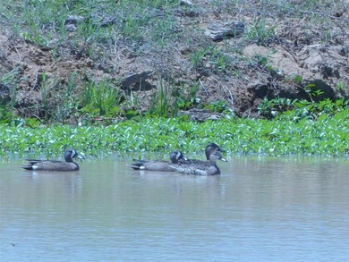 135 acres of gently rolling north Texas pastureland. The almost - photo 35