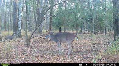Just outside of Flora, this remarkable 560+/- acre tract offers - photo 27