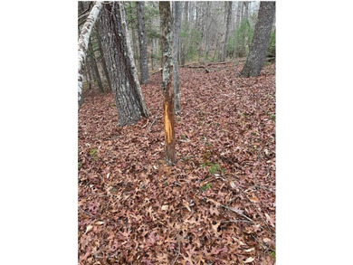 Rare 18.96-Acre Unrestricted Property Overlooking the New River - photo 19