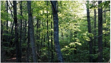 Rare 18.96-Acre Unrestricted Property Overlooking the New River - photo 28