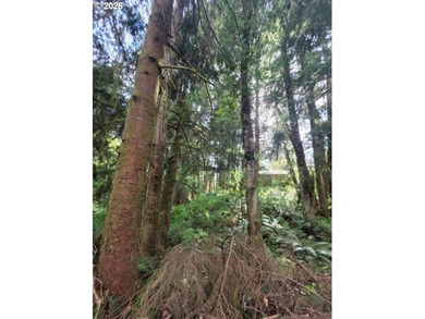 TWO 50'x100' gently sloping lots are affordably priced to sell; - photo 12