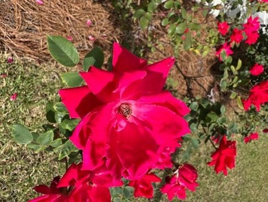 Honey, I want to live at Riverwalk Landing, a 55+ Resort - photo 11