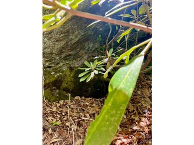 36+ acres of prime acreage in Maggie Valley off of - photo 19