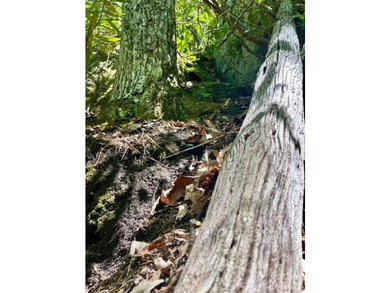 36+ acres of prime acreage in Maggie Valley off of - photo 20