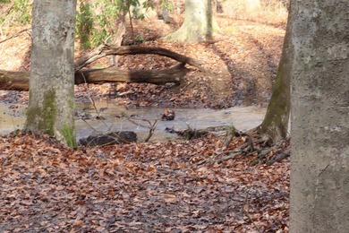 296.42+/- Acres | Grainger County, & Hawkins County Tennessee - photo 2