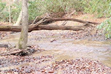 296.42+/- Acres | Grainger County, & Hawkins County Tennessee - photo 3