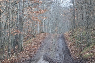 296.42+/- Acres | Grainger County, & Hawkins County Tennessee - photo 6