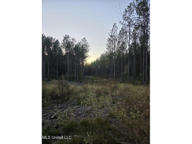+/-80 Acres - Smith County, MS | Mize School District Located - photo 12