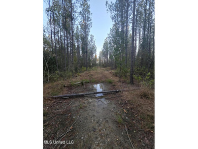 +/-80 Acres - Smith County, MS | Mize School District Located - photo 14