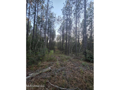 +/-80 Acres - Smith County, MS | Mize School District Located - photo 17