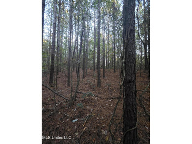 +/-80 Acres - Smith County, MS | Mize School District Located - photo 27