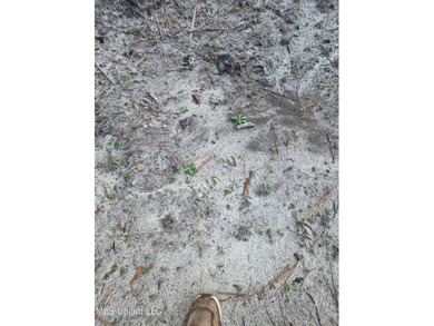 +/-80 Acres - Smith County, MS | Mize School District Located - photo 29