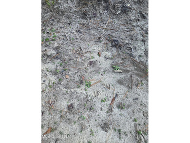 +/-80 Acres - Smith County, MS | Mize School District Located - photo 30