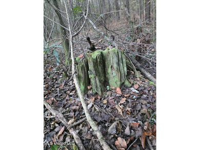 +/-80 Acres - Smith County, MS | Mize School District Located - photo 36