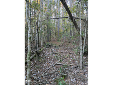 +/-80 Acres - Smith County, MS | Mize School District Located - photo 37