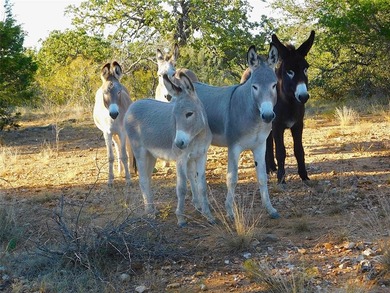 Lake Brownwood Acreage For Sale in Brownwood Texas