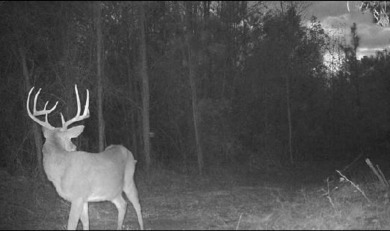 62.934 Beautiful Acres with Hardwood Bottoms currently being - Lake Acreage Off Market in Burkeville, Texas