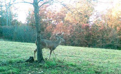 (private lake, pond, coastal) Acreage For Sale in Louisburg Missouri