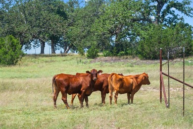 A rare 116+ acre Hill Country estate offering refined ranch - photo 39
