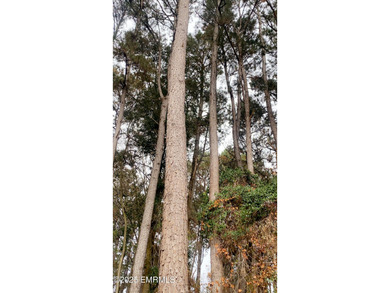 This Property is made of 146+/- acres. It is a beautiful - photo 11