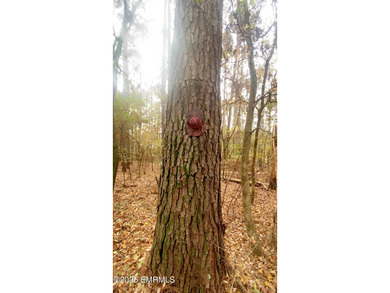 This Property is made of 146+/- acres. It is a beautiful - photo 13