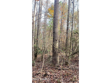 This Property is made of 146+/- acres. It is a beautiful - photo 20
