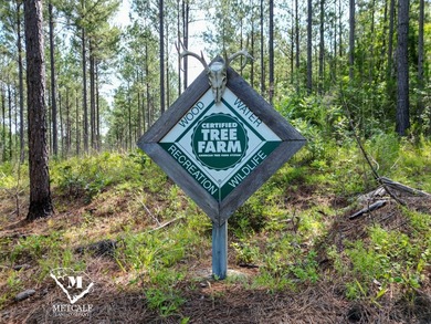70.11 Acres | Professionally Managed Pine Plantation | Union - photo 11