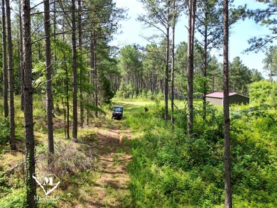 70.11 Acres | Professionally Managed Pine Plantation | Union - photo 12