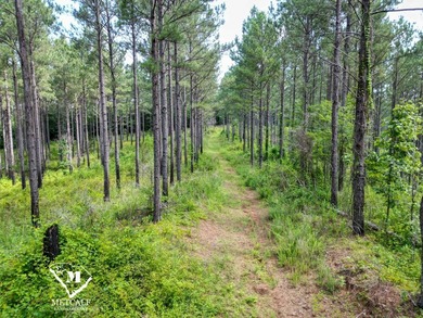 70.11 Acres | Professionally Managed Pine Plantation | Union - photo 13