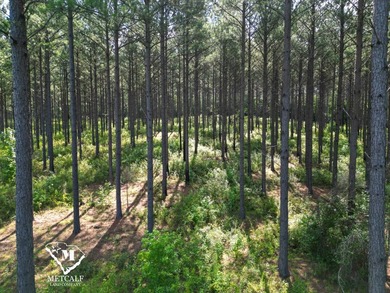 70.11 Acres | Professionally Managed Pine Plantation | Union - photo 14