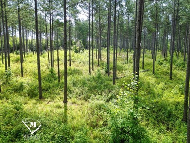 70.11 Acres | Professionally Managed Pine Plantation | Union - photo 22