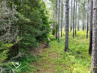 70.11 Acres | Professionally Managed Pine Plantation | Union - photo 24