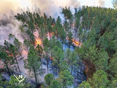 70.11 Acres | Professionally Managed Pine Plantation | Union - photo 27