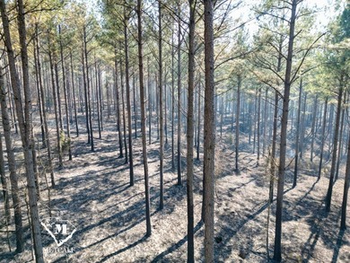 70.11 Acres | Professionally Managed Pine Plantation | Union - photo 29