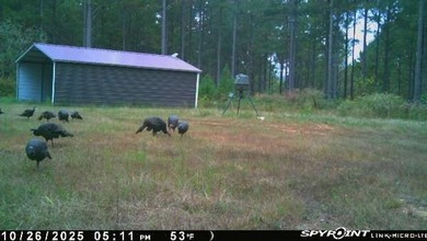 70.11 Acres | Professionally Managed Pine Plantation | Union - photo 34