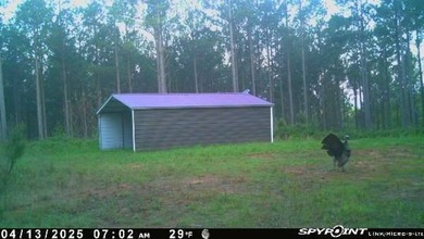 70.11 Acres | Professionally Managed Pine Plantation | Union - photo 35